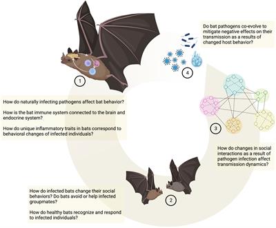 Bat behavioral immune responses in social contexts: current knowledge and future directions